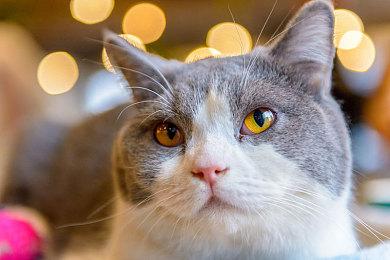 索尼展示本田电动汽车 通过PS5手柄遥控驾驶